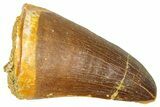 Fossil Mosasaur (Thalassotitan) Tooth - Morocco #374527-1